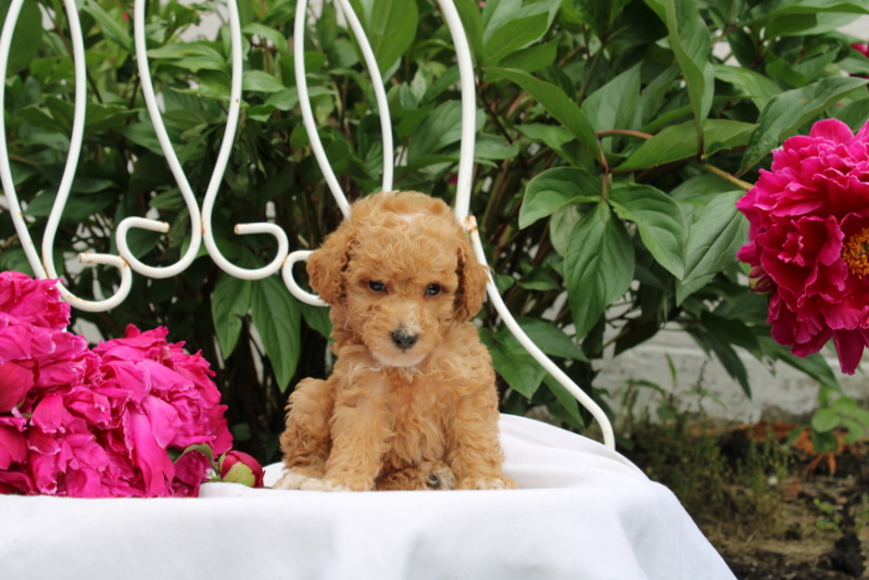 puppy, for, sale, Millwood Malena, Matthew B. Stoltzfus, dog, breeder, Gap, PA, dog-breeder, puppy-for-sale, forsale, nearby, find, puppyfind, locator, puppylocator, aca